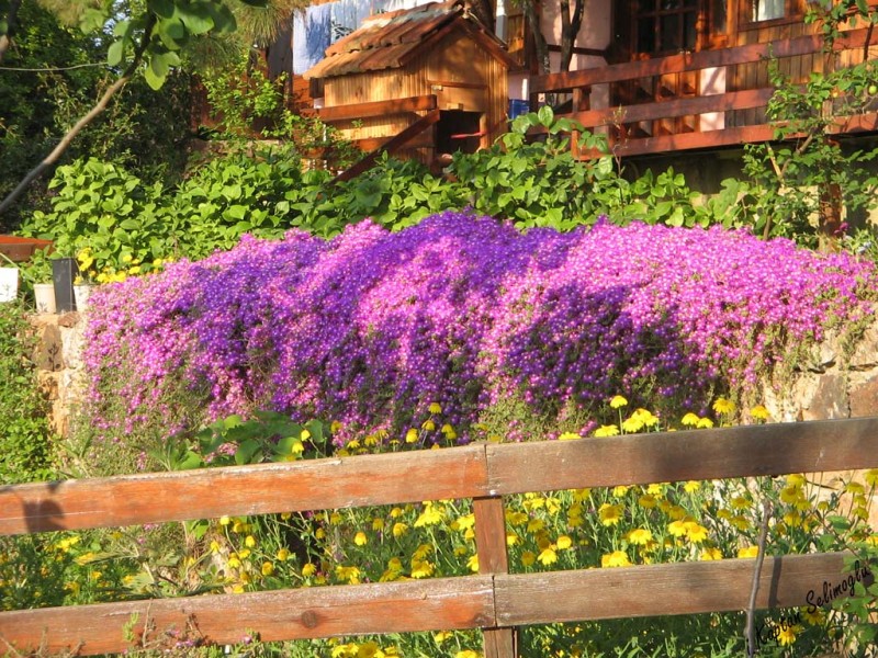 Palmiye Pansiyon Büyükada